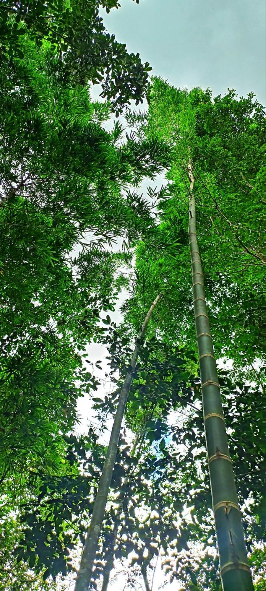 Hotel Ecologico Makalombia La Macarena Buitenkant foto