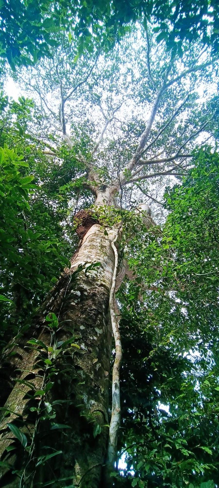 Hotel Ecologico Makalombia La Macarena Buitenkant foto